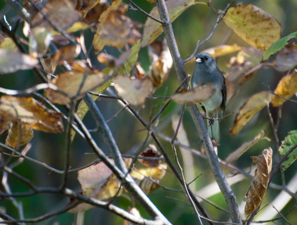 Name:  Slate-colored junco 10-2-11 A.jpg
Views: 81
Size:  105.8 KB