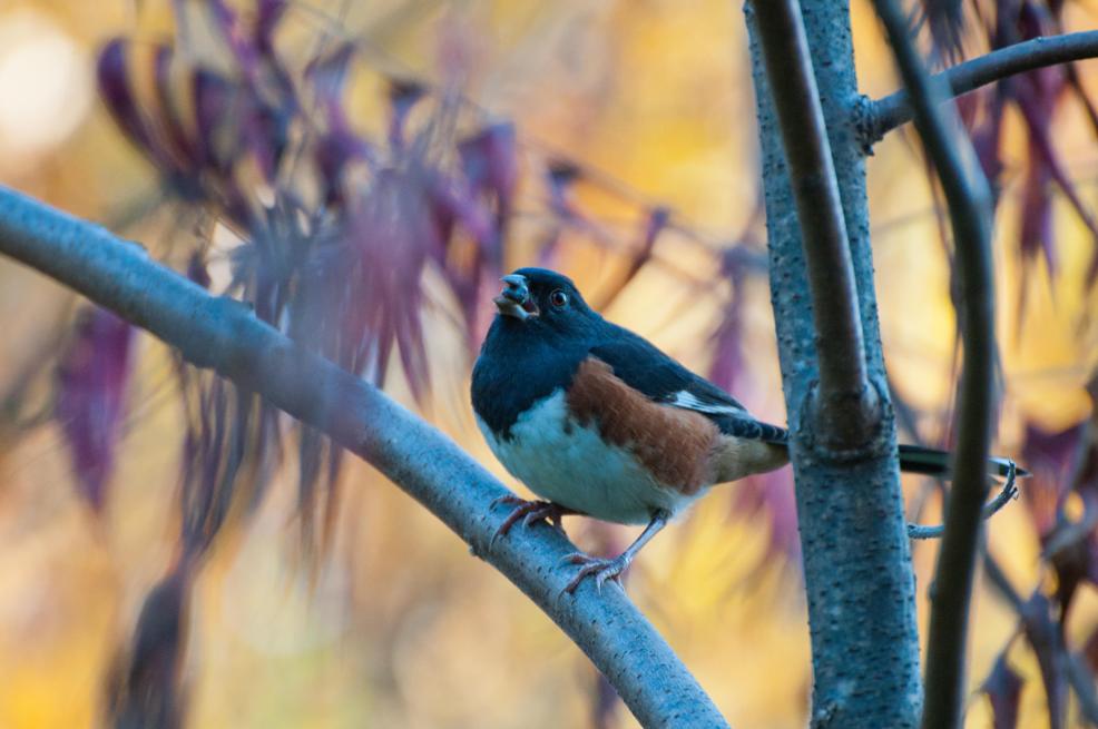 Name:  Eastern towhee 10-3-11 A.jpg
Views: 77
Size:  76.4 KB