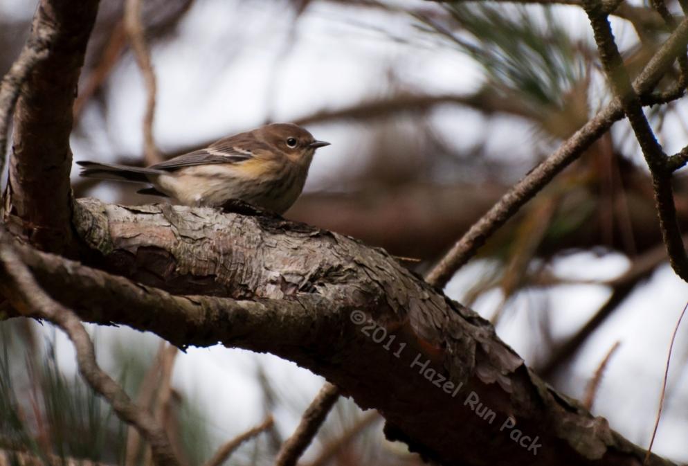 Name:  Myrtle warbler 9-29-11 A.jpg
Views: 85
Size:  72.8 KB