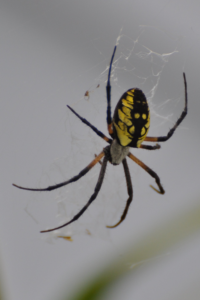 Name:  Yellow garden spider 9-27-10 C.JPG
Views: 3998
Size:  190.0 KB