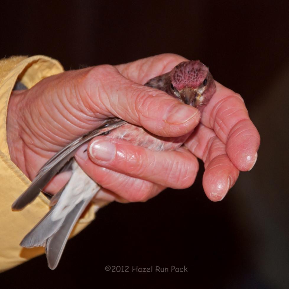 Name:  Ready for release--banded purple finch, male 2-8-12.jpg
Views: 61
Size:  66.6 KB