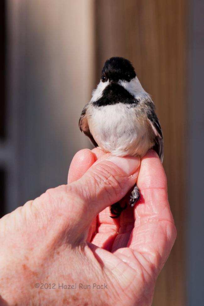 Name:  Banded BCCH, waiting for release 2-8-12 B.jpg
Views: 60
Size:  46.0 KB