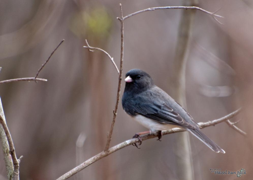 Name:  Slate-colored junco 3-18-12 C.jpg
Views: 48
Size:  44.6 KB