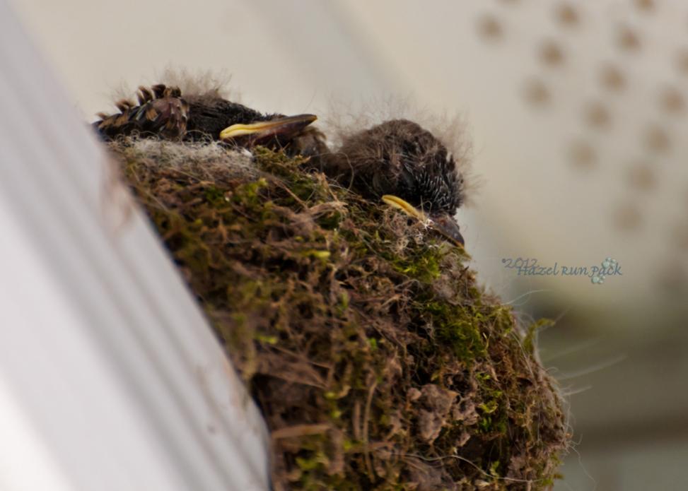 Name:  Eastern phoebe chicks 6-3-12 A.jpg
Views: 169
Size:  58.7 KB