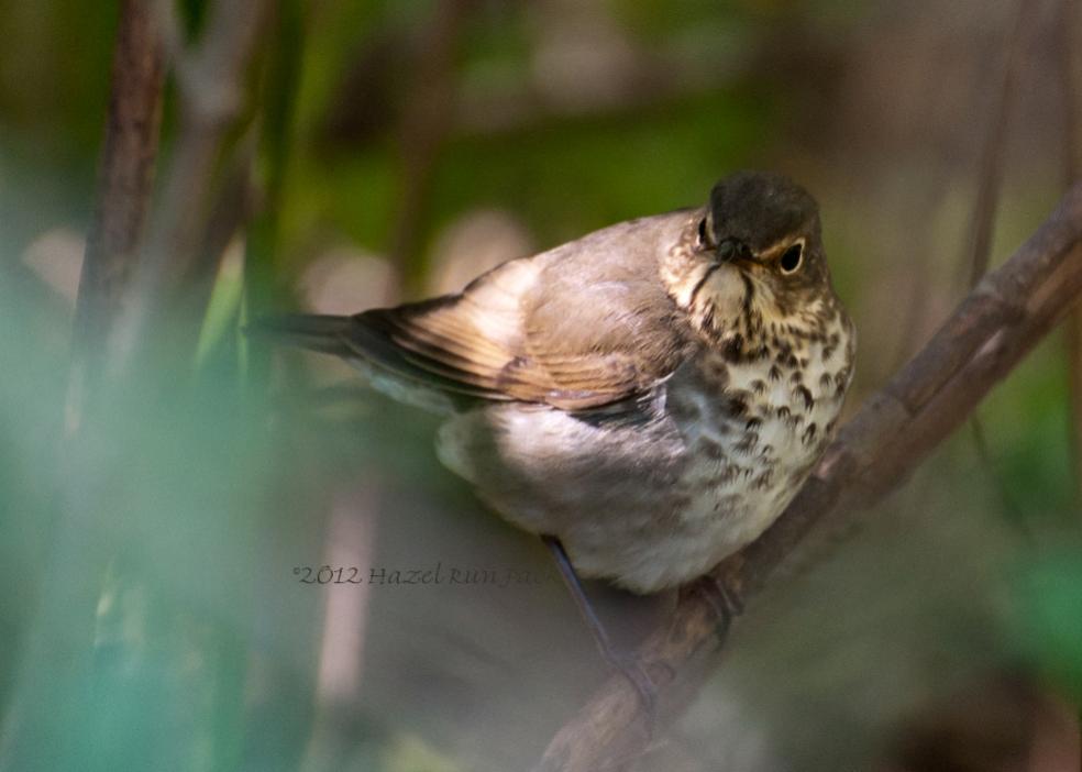 Name:  Swainson's thrush 9-1-12 C.jpg
Views: 618
Size:  50.7 KB