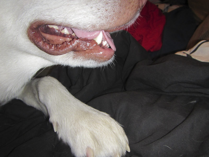 why is the side of my dogs mouth swollen