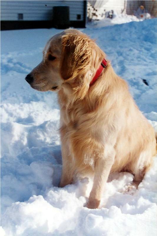 Name:  Bailey in the snow.jpg
Views: 4050
Size:  68.0 KB