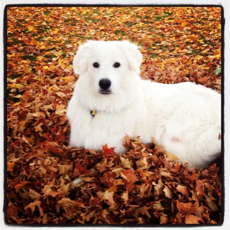 Name:  Layla in Leaves.jpg
Views: 6429
Size:  113.9 KB