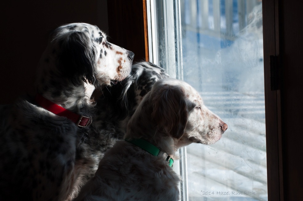 Name:  I know those turkeys are out there! 1-8-14 B.jpg
Views: 327
Size:  129.4 KB