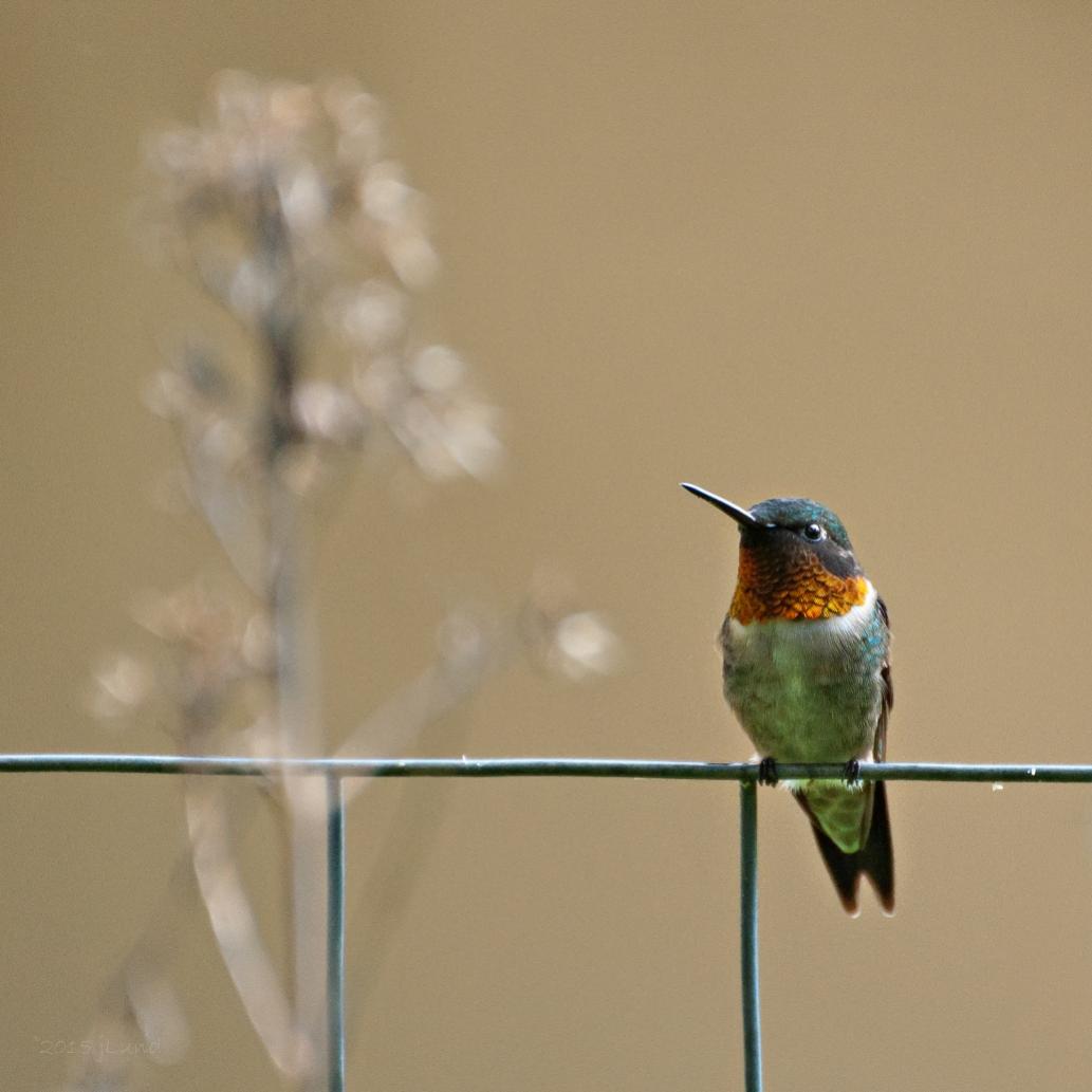 Name:  Ruby-throated hummingbird, male 6-8-15 B.jpg
Views: 2087
Size:  65.3 KB