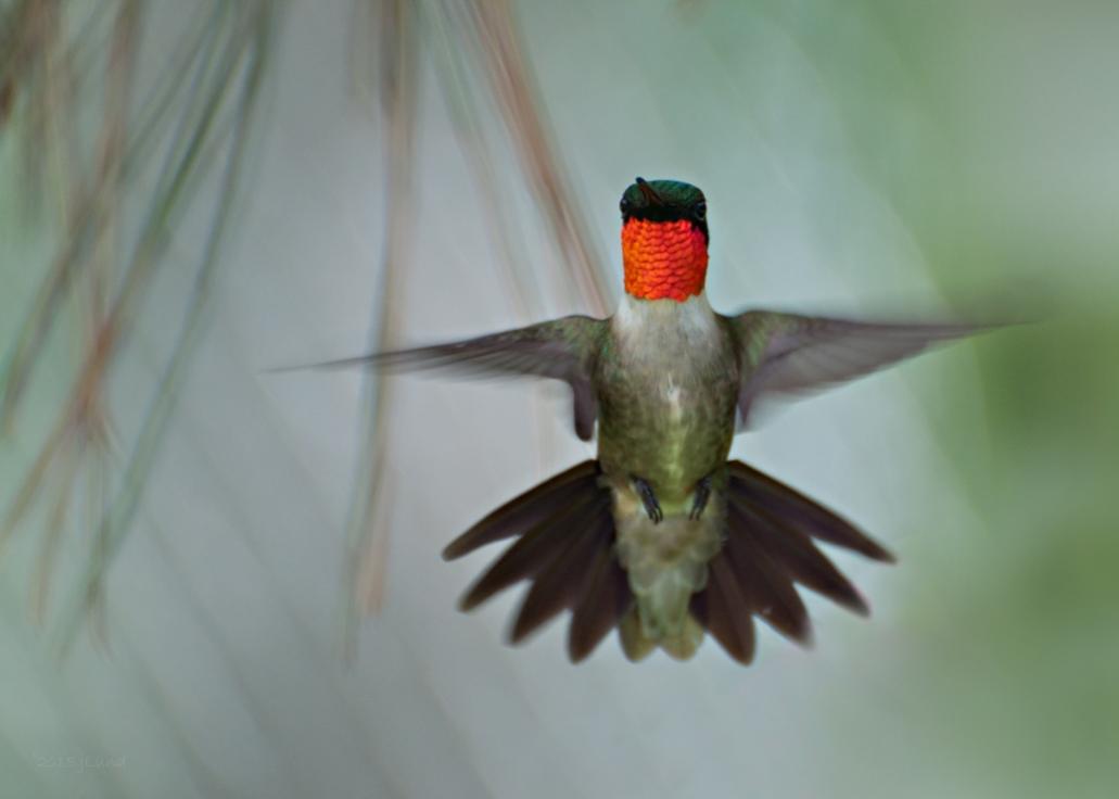 Name:  Ruby-throated hummingbird, morning male 6-16-15 D.jpg
Views: 3570
Size:  36.8 KB