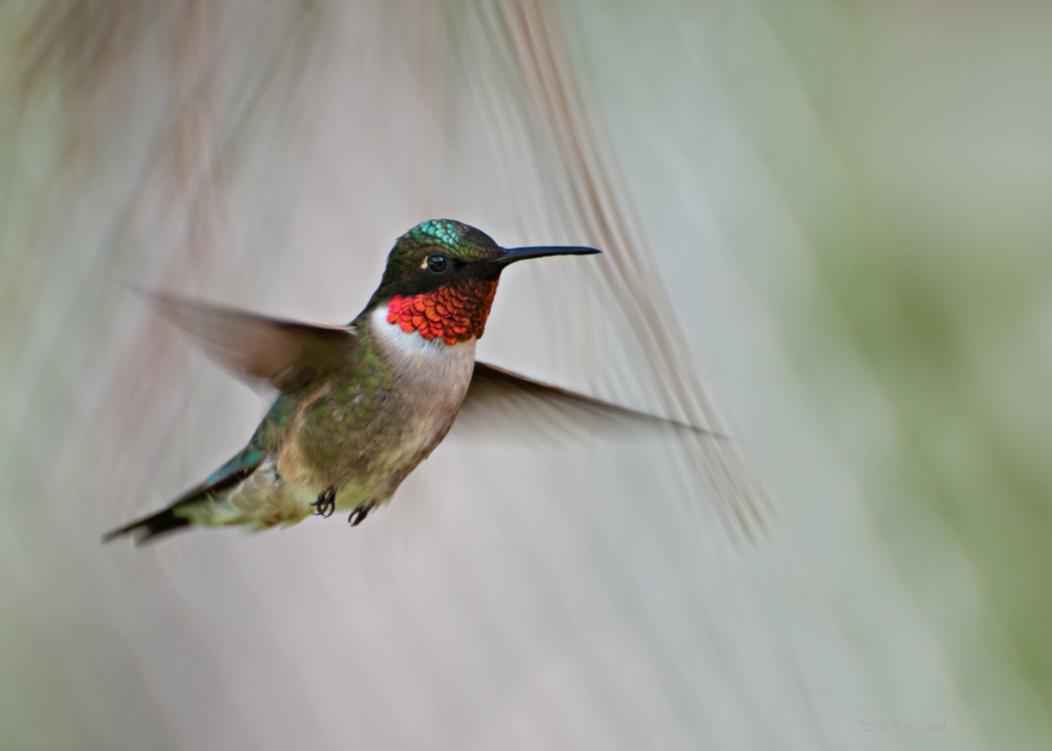 Name:  Ruby-throated hummingbird, morning male 6-16-15 H.jpg
Views: 4109
Size:  35.5 KB