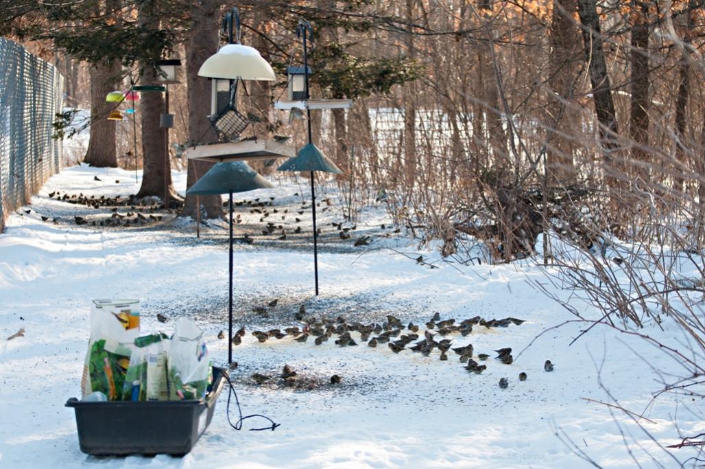 Name:  Winter finches, doc shot 2-22-15 B.jpg
Views: 686
Size:  151.6 KB
