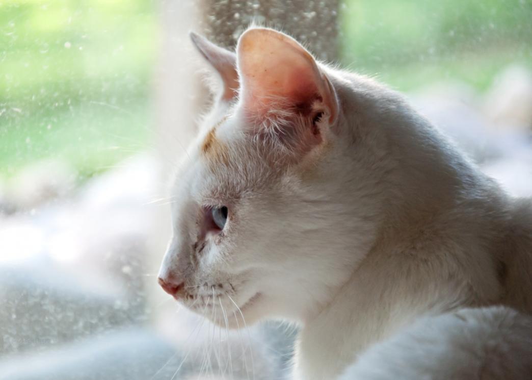 Name:  JD the cat 7-24-16.jpg
Views: 129
Size:  55.5 KB
