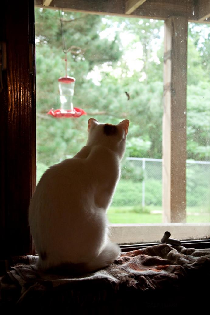 Name:  The ultimate cat entertainment center 7-27-16.jpg
Views: 122
Size:  70.1 KB