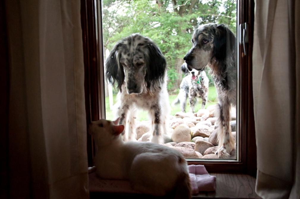 Name:  The ultimate dog entertainment center 7-27-16 A.jpg
Views: 116
Size:  71.9 KB