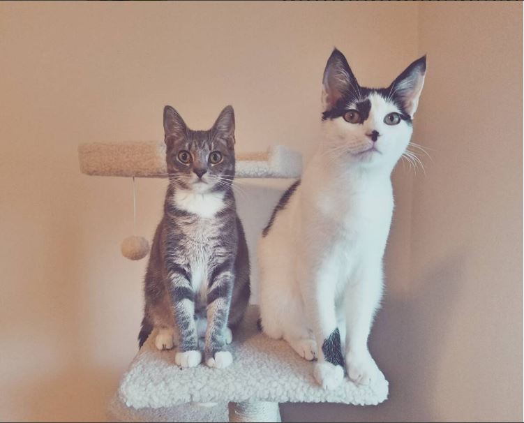 Name:  SweetDee&MooMoo.JPG
Views: 5278
Size:  50.1 KB