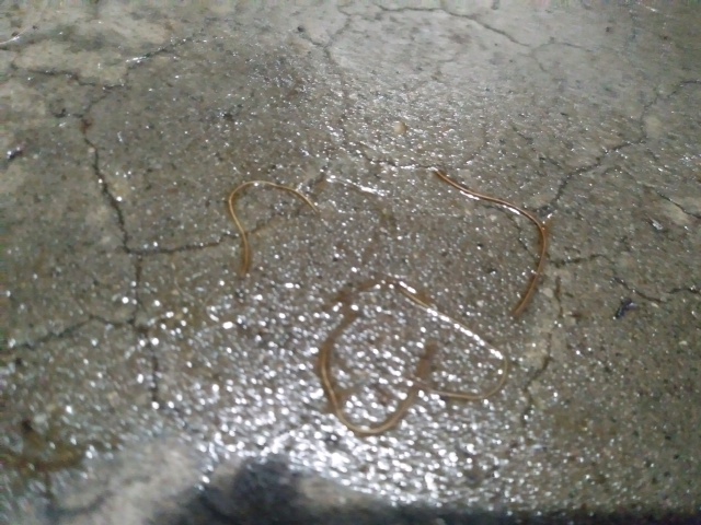 Help Worm In Dog Pee Pet Forum For Dogs Cats And Humans Pets Ca