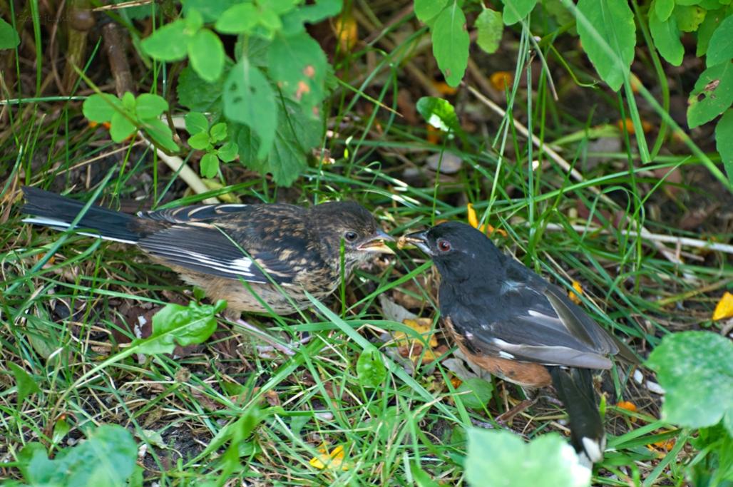 Name:  Eastern towhee, dad feeding his young son 8-23-17.jpg
Views: 7160
Size:  144.1 KB