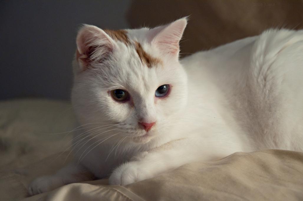 Name:  Pasha Kitty on his pillows 11-29-16 C.jpg
Views: 320
Size:  46.2 KB
