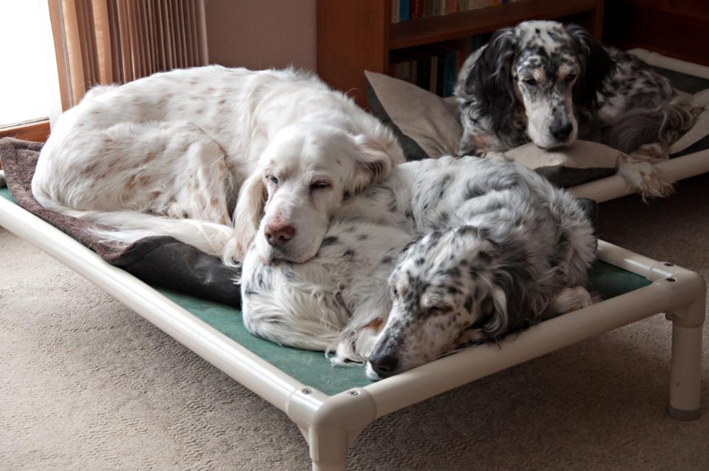 Name:  Ember and Ridge cuddling on the kuranda bed, with Cass behind 1-31-17.jpg
Views: 1967
Size:  91.8 KB