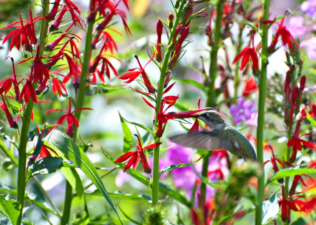 Name:  Ruby-throated hummingbird feeding at Cardinal-flower 8-5-18 A.jpg
Views: 3647
Size:  131.4 KB