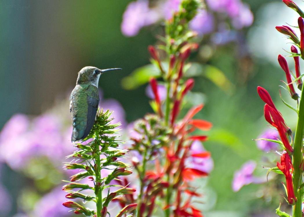 Name:  Ruby-throated hummingbird resting on Cardinal-flower 8-5-18.jpg
Views: 3888
Size:  87.9 KB
