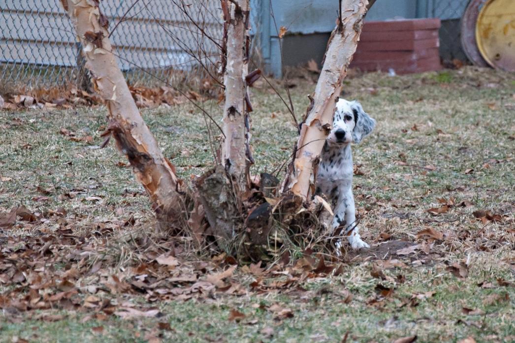 Name:  Playing hide-and-seek behind the river birch 1-15-19.jpg
Views: 7098
Size:  159.6 KB