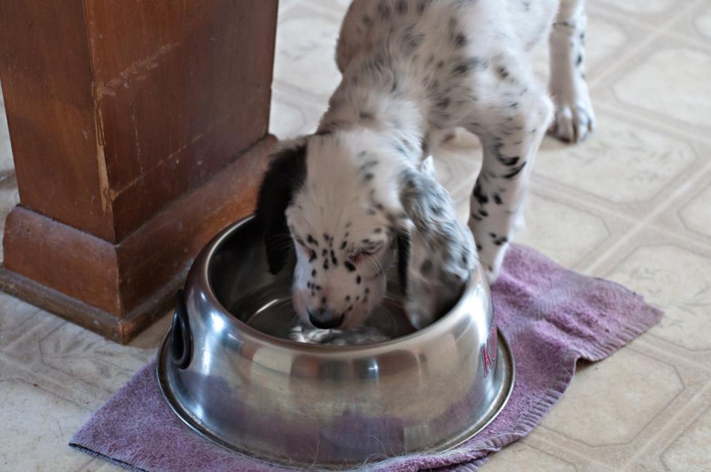 Name:  Puppy Lili at the Big Dog water bowl 1-13-19.jpg
Views: 1034
Size:  71.3 KB
