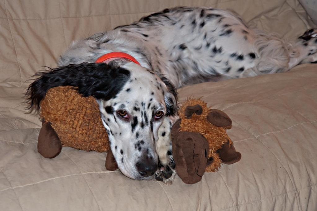 Name:  Lili using her Big-Butt Moose as a pillow 9-14-19 A.jpg
Views: 10540
Size:  76.5 KB