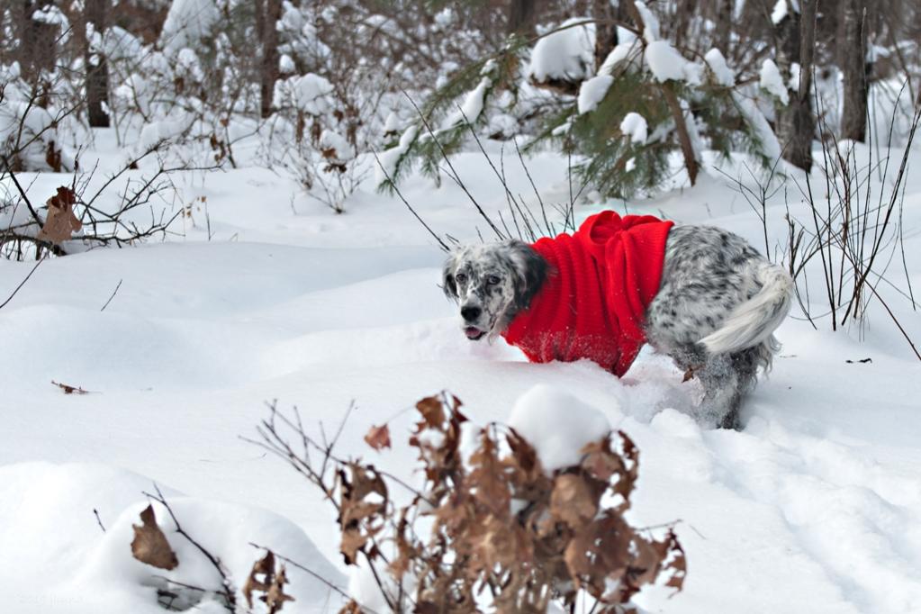 Name:  Grace in deep snow 12-15-19 A.jpg
Views: 7682
Size:  100.7 KB