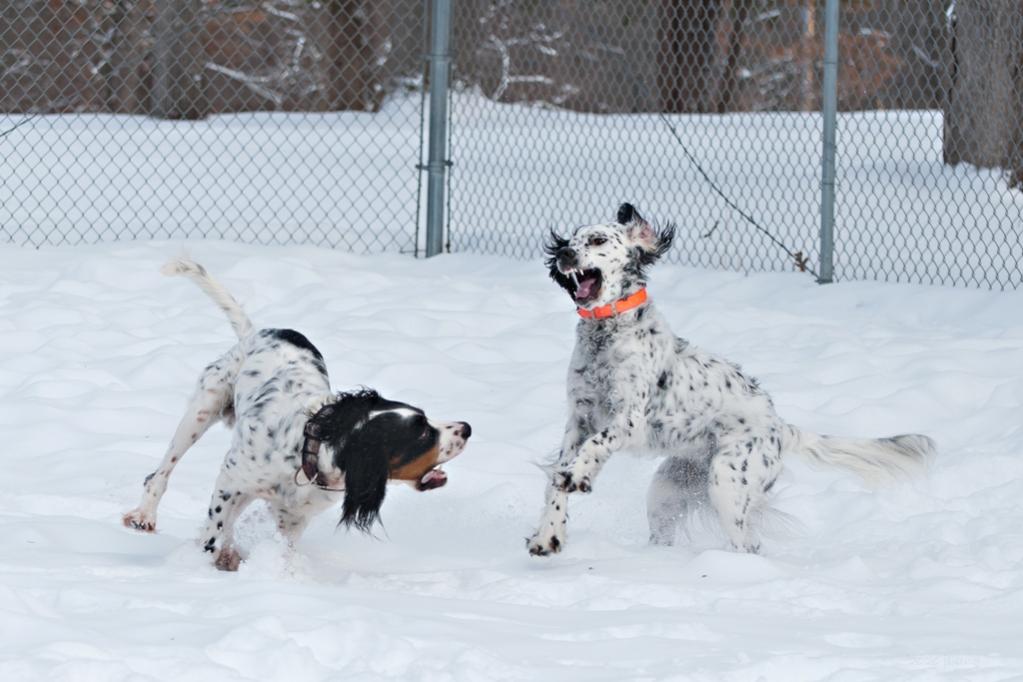 Name:  Gonna get you, Hunter! 2-18-20.jpg
Views: 355
Size:  79.7 KB