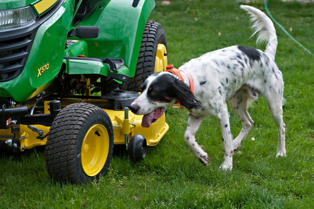 Name:  Hunter checking out the new tractor 5-16-20.jpg
Views: 5017
Size:  123.5 KB