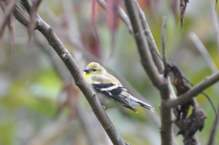 Name:  Goldfinch 10-4-09 B.JPG
Views: 319
Size:  70.7 KB