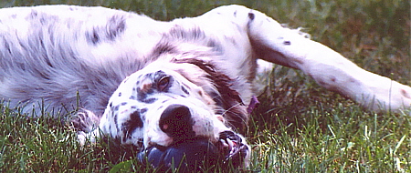 Name:  Brier stretched out in the grass with Kong 7-6-07.jpg
Views: 117
Size:  97.4 KB