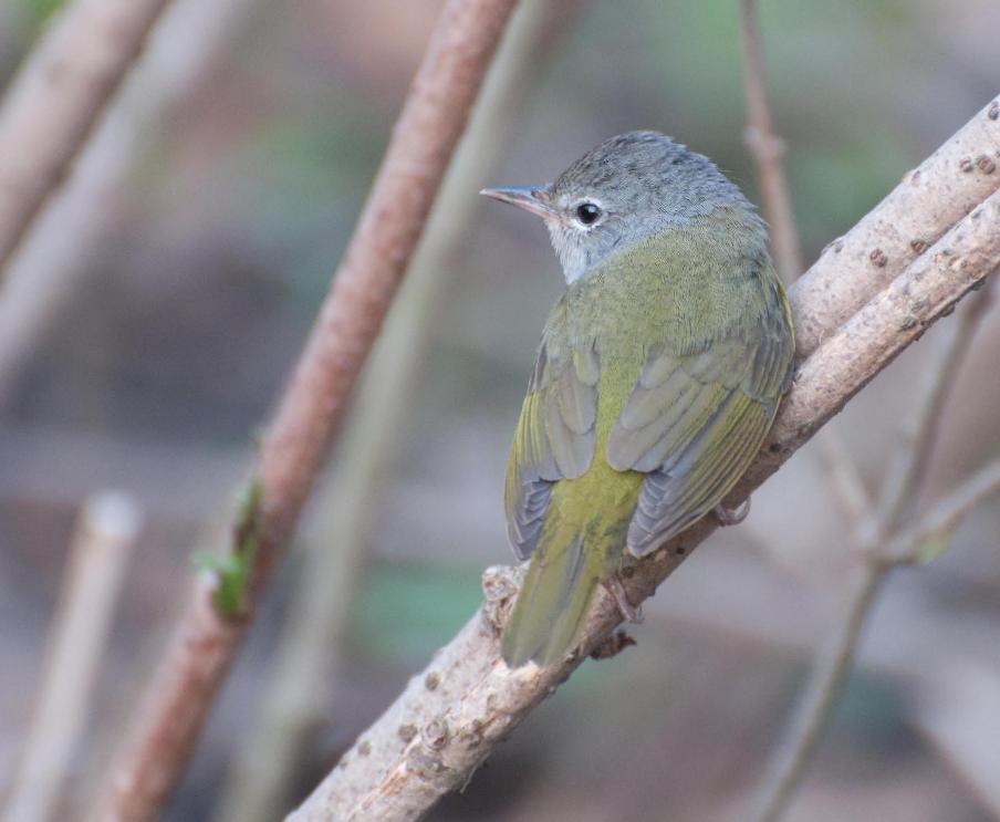 Name:  Nashville warbler maybe 5-10-11.jpg
Views: 158
Size:  61.9 KB