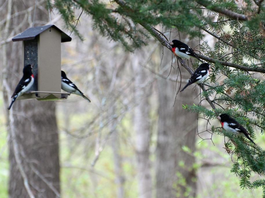 Name:  Rose-breasted grosbeaks at the Stokes feeder 5-18-11.jpg
Views: 236
Size:  101.3 KB