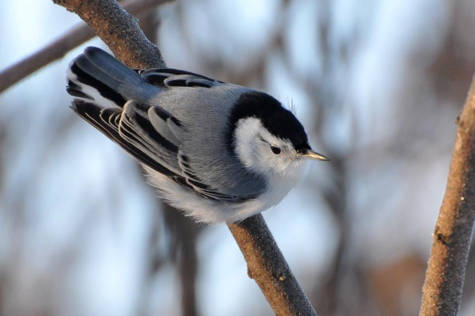 Name:  White-breasted nuthatch 12-14-10.jpg
Views: 387
Size:  54.9 KB