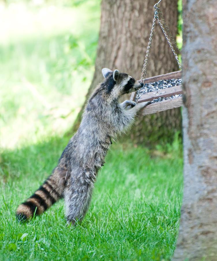 Name:  Raccoon #1 6-19-11 M.jpg
Views: 1053
Size:  108.5 KB