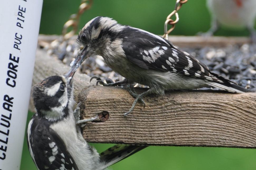 Name:  Downy woodpecker, feeding junior 6-19-10 E.jpg
Views: 203
Size:  89.3 KB