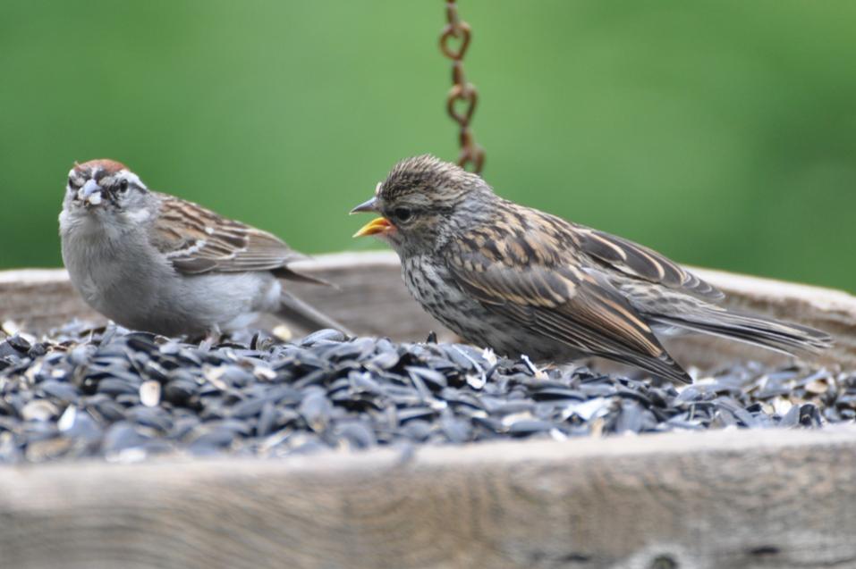 Name:  Chipping sparrow, feeding junior 6-20-10 C.jpg
Views: 199
Size:  59.9 KB