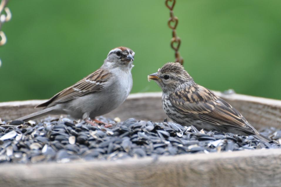 Name:  Chipping sparrow, feeding junior 6-20-10 D.jpg
Views: 202
Size:  58.0 KB