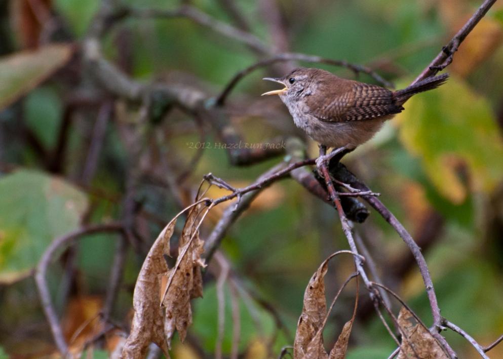 Name:  House wren 9-7-12 D.jpg
Views: 1680
Size:  71.4 KB