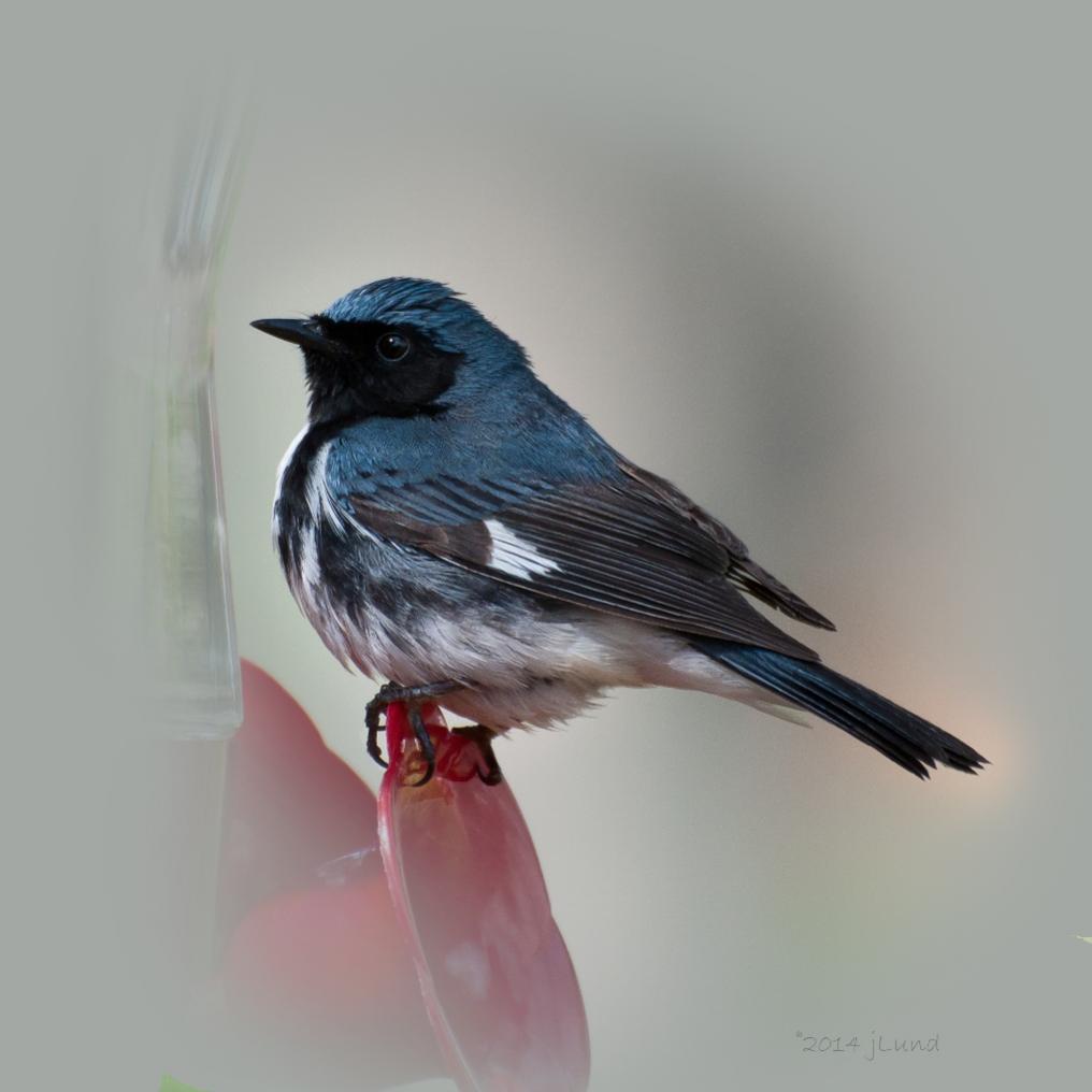 Name:  Black-throated blue warbler 5-17-14 B.jpg
Views: 2378
Size:  55.6 KB