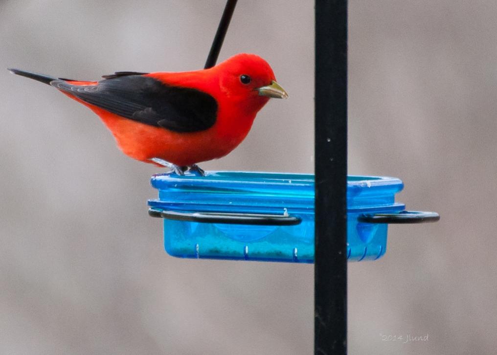 Name:  Scarlet tanager, male 5-8-14 H.jpg
Views: 8828
Size:  60.6 KB