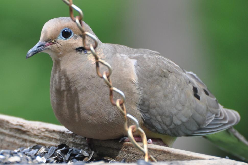 Name:  Mourning dove 6-20-10 B1.jpg
Views: 519
Size:  60.1 KB