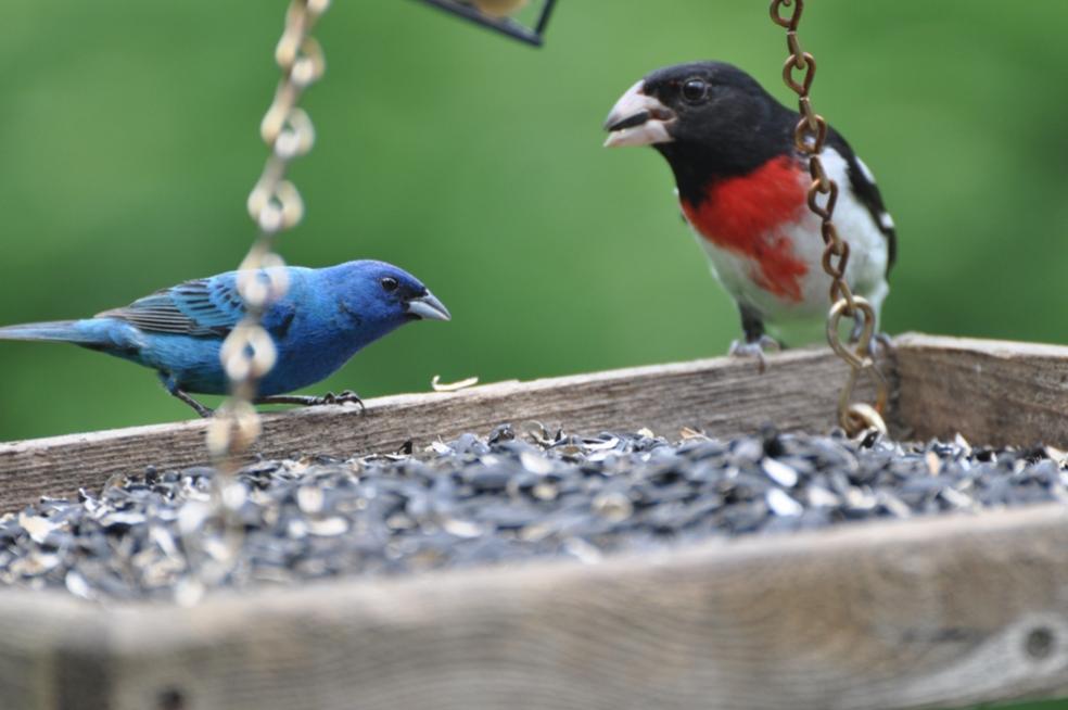 Name:  Red, white and blue feeder 6-20-10 A.jpg
Views: 645
Size:  57.8 KB