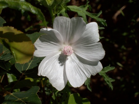 Name:  Well garden - mystery flower 6-23-09.JPG
Views: 159
Size:  61.7 KB