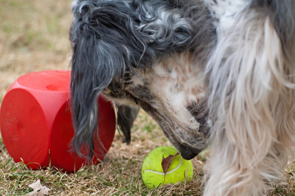 Name:  Cass trying to decide between the ball and the Kibble Kube 11-28-17.jpg
Views: 1409
Size:  88.2 KB