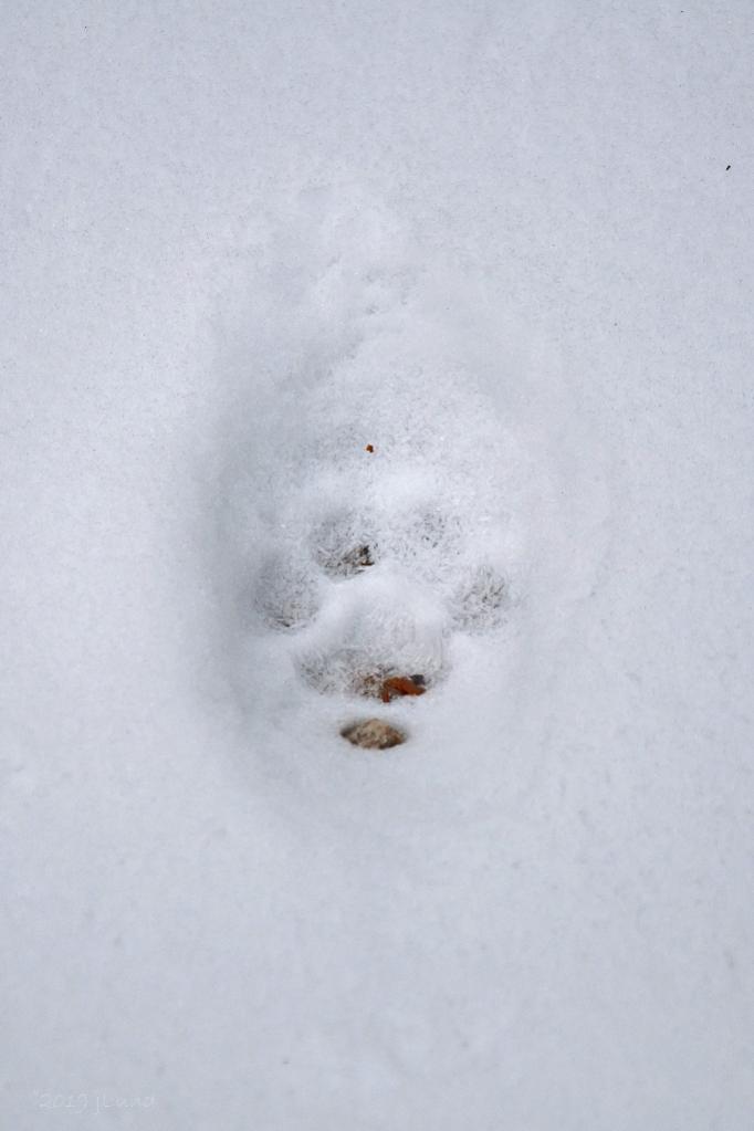 Name:  Bobcat print along the easement 11-8-19.jpg
Views: 11320
Size:  47.3 KB